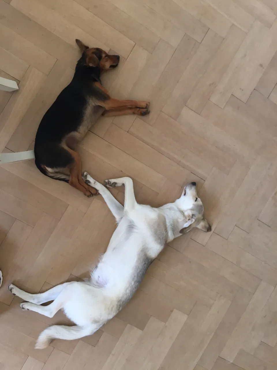 Zwei Hunde spielen auf dem Parkett