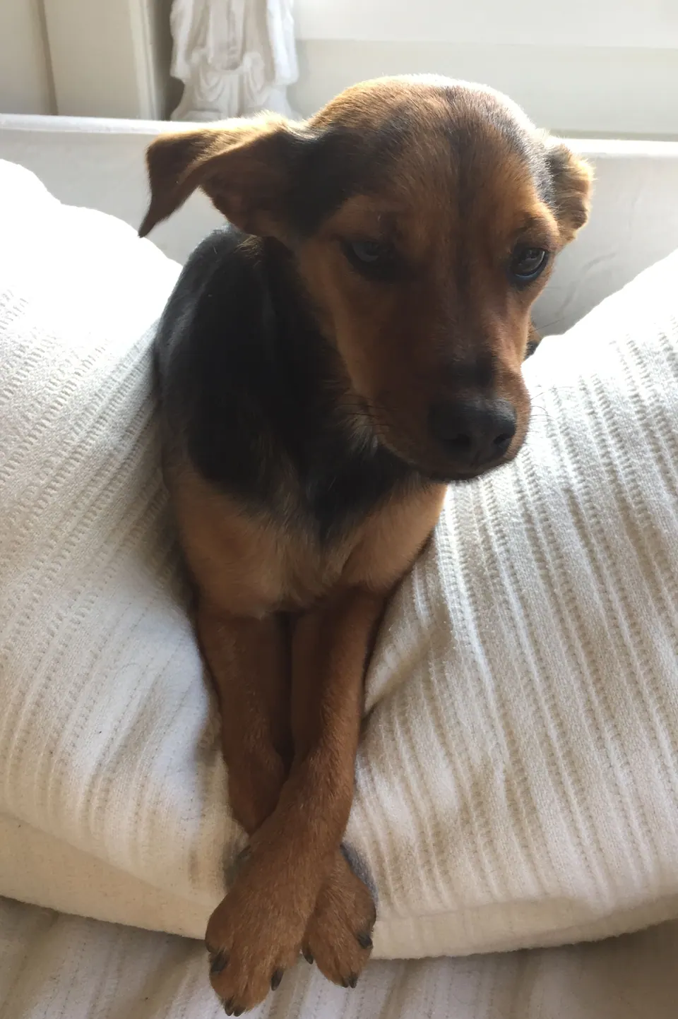 Hund liegt auf einem Kissen