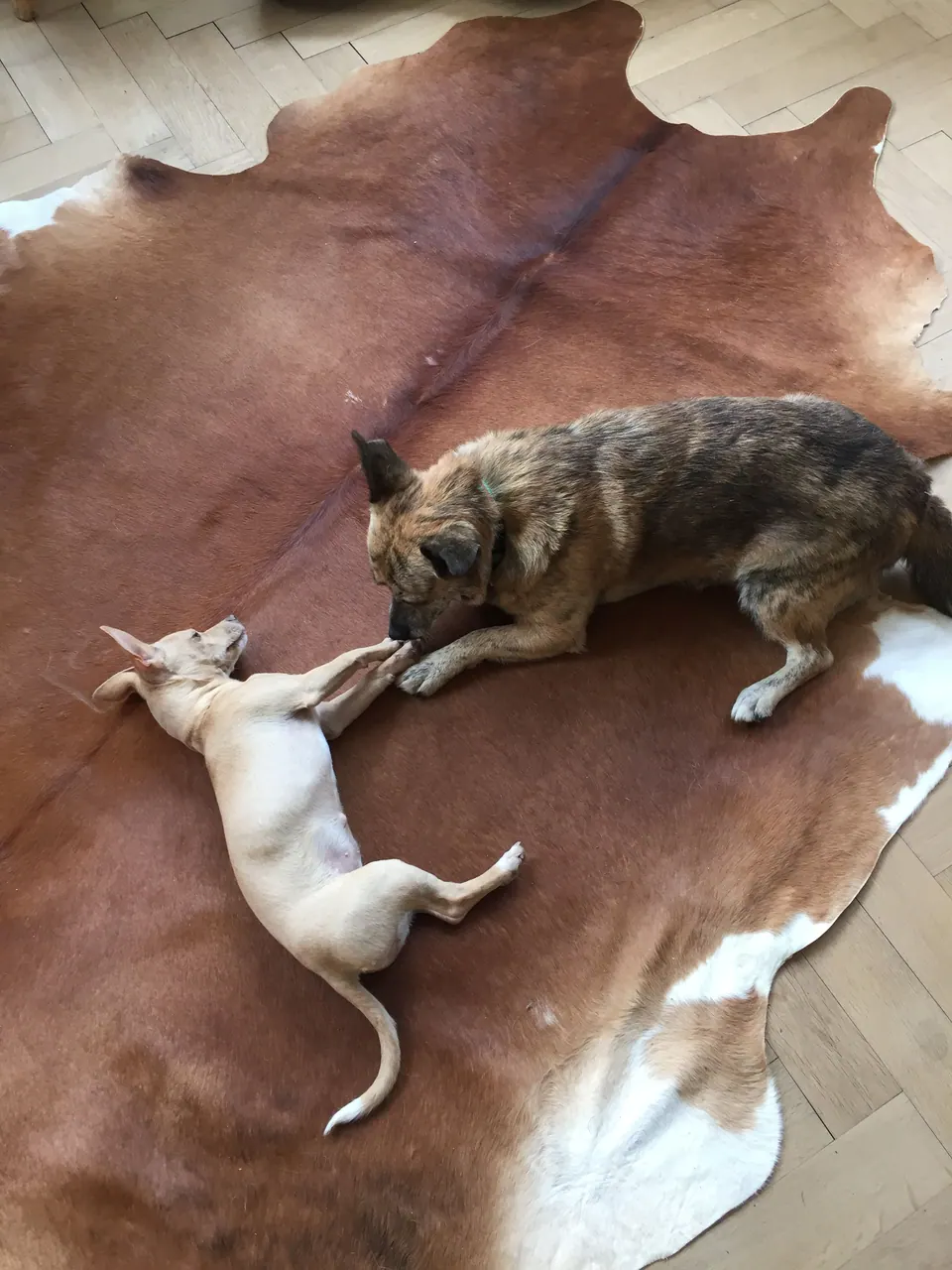 Zwei Hunde auf einem Kuhfell