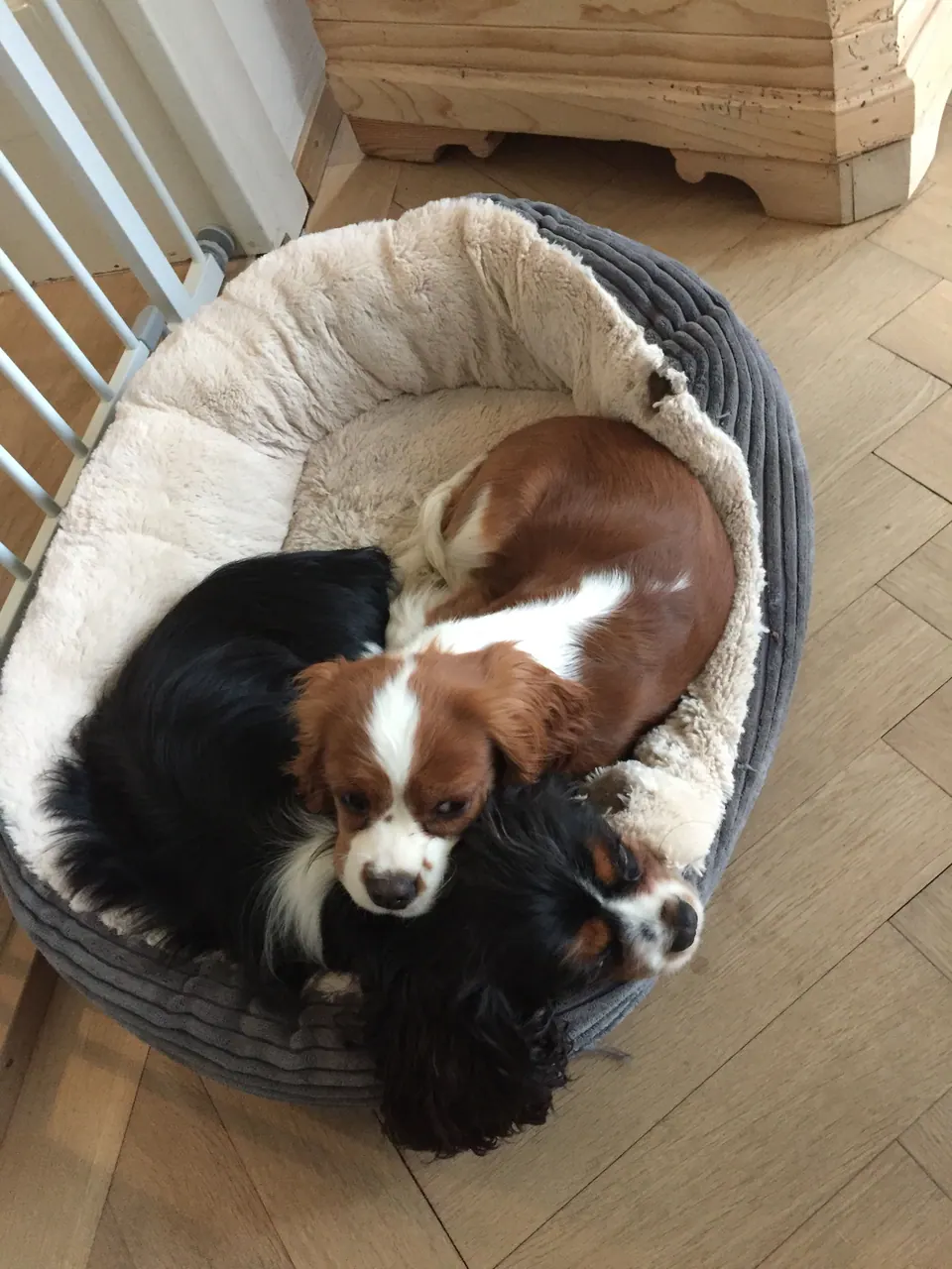 Zwei Hunde kuscheln im Hundebett