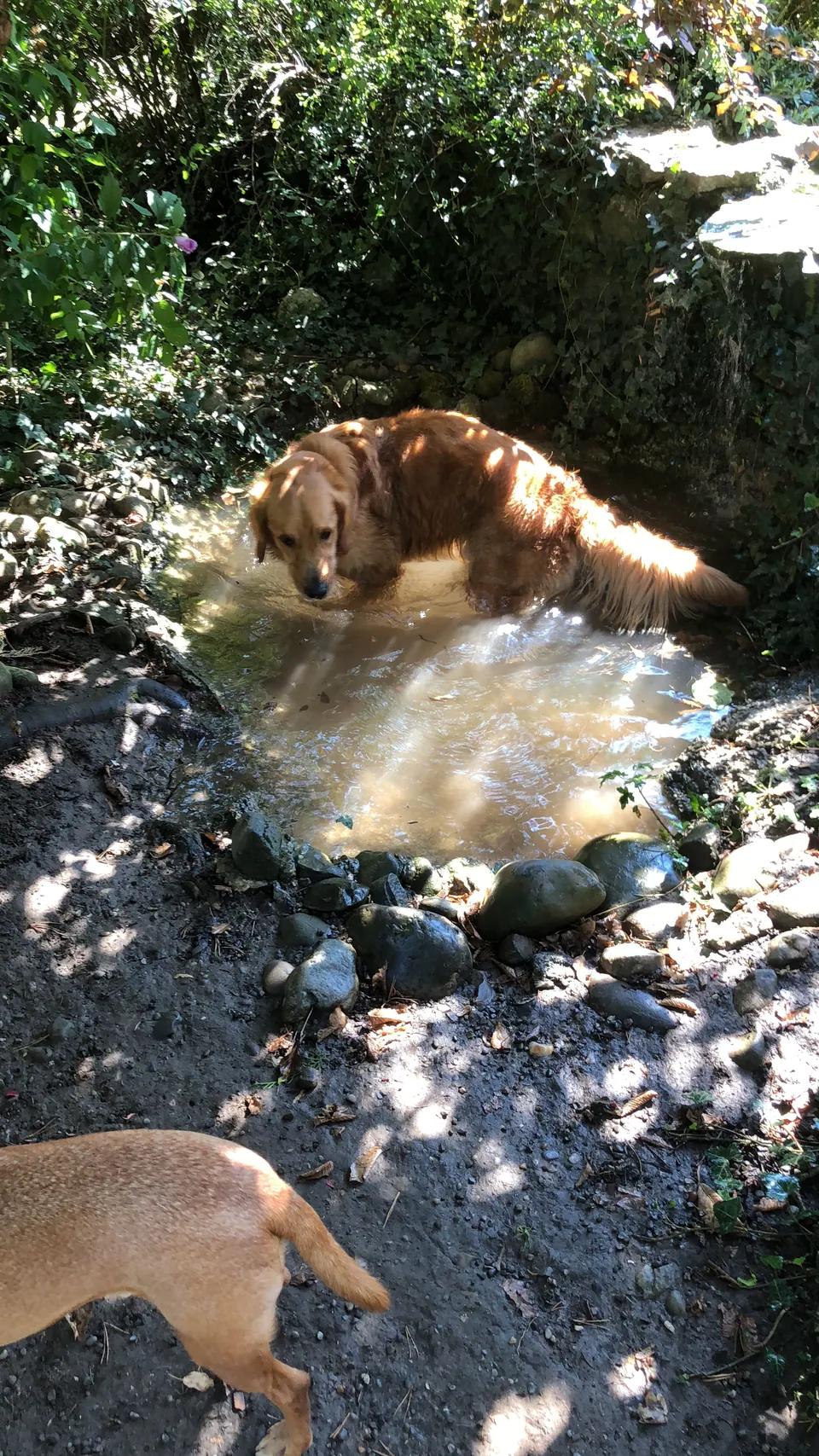 Hund im Wasser