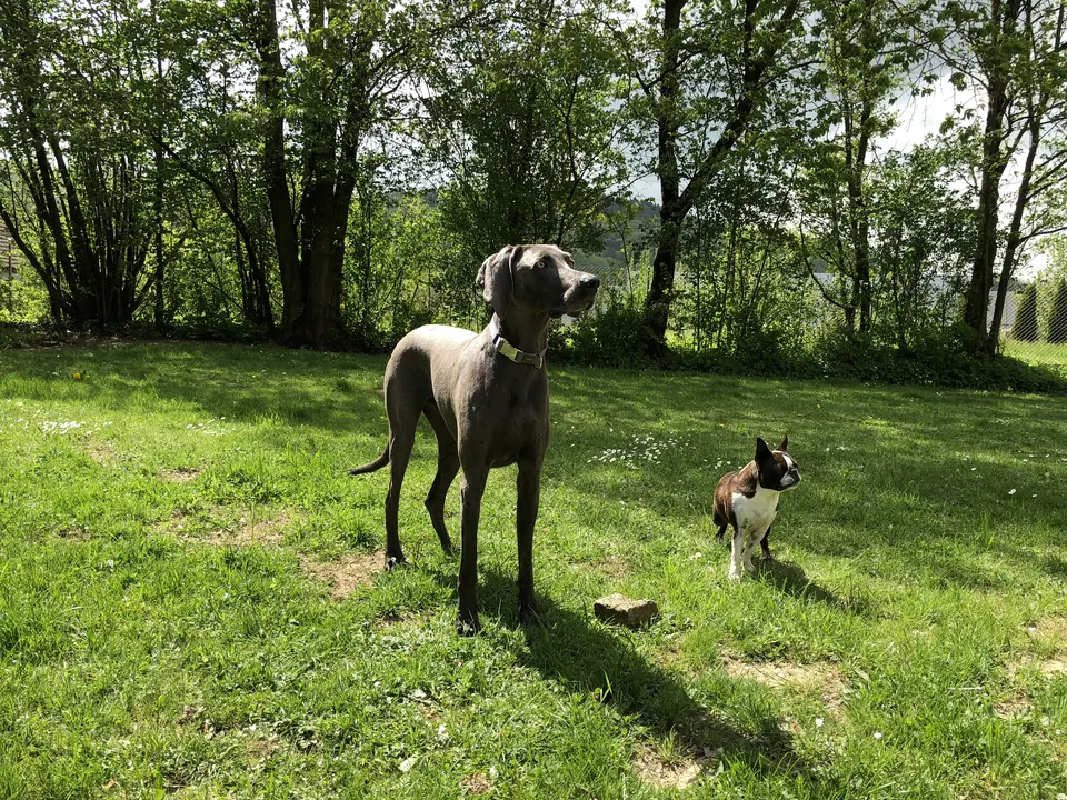 Dogge und kleiner Hund im Park