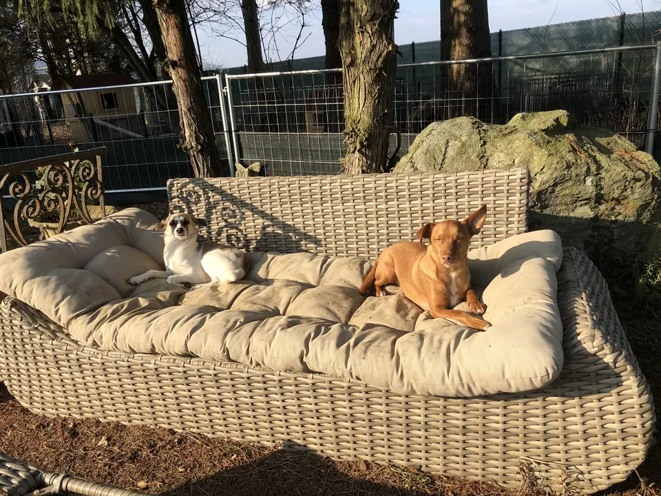 Hunde auf dem Lounge-Sofa im Garten