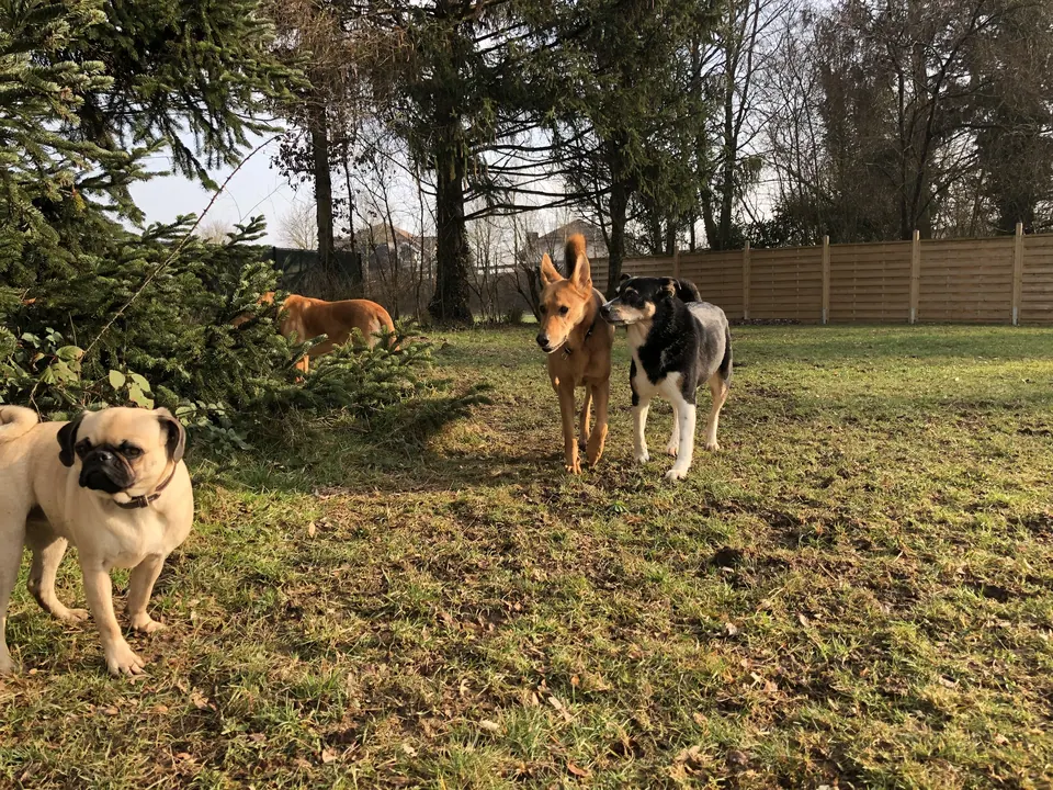 Mops und weitere Hunde im Park