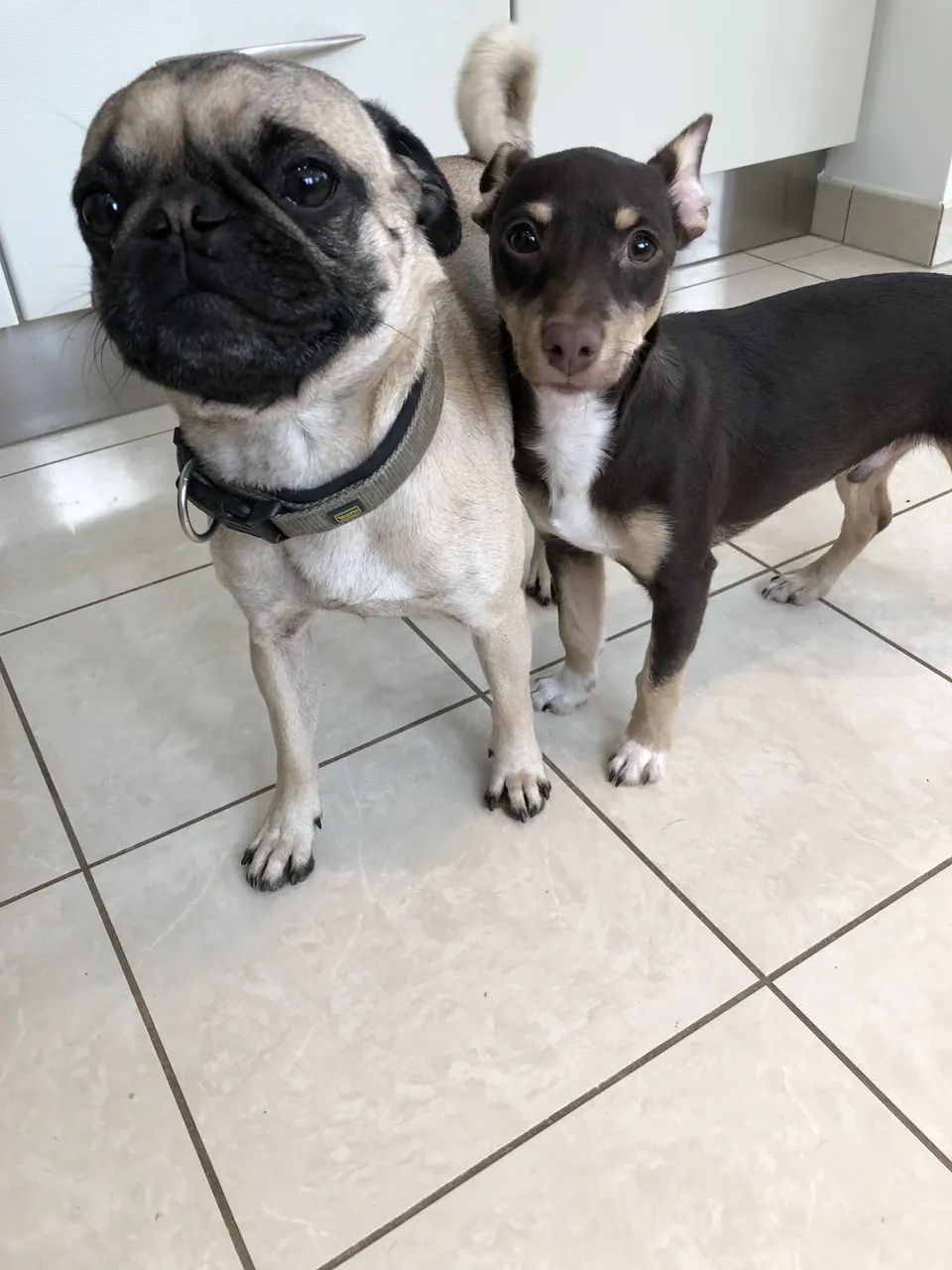 Mops und kleiner Hund im Haus