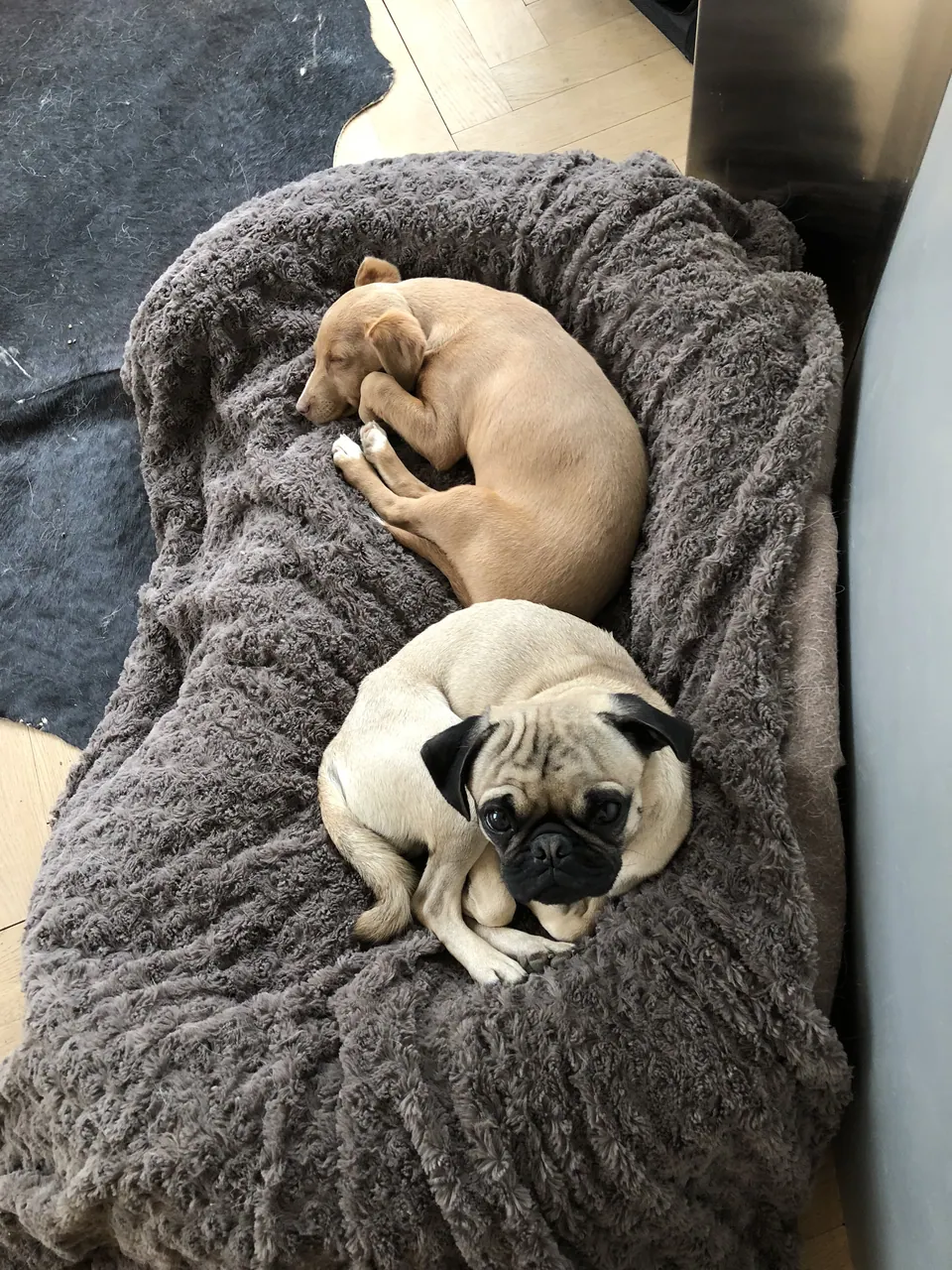 Zwei Möpse im Hundebett