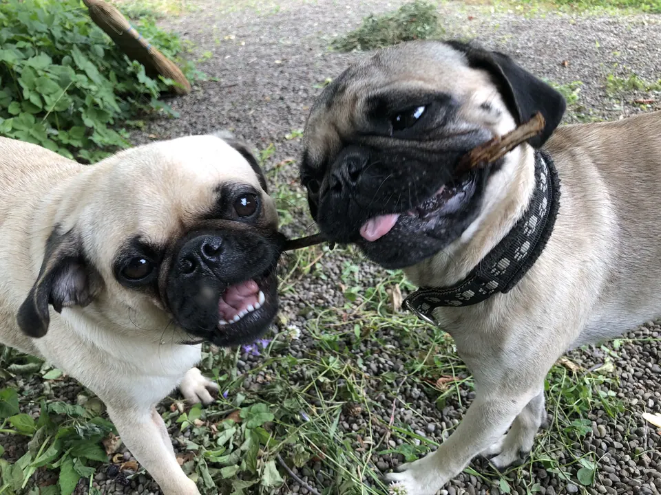 Zwei Möpse spielen im Garten