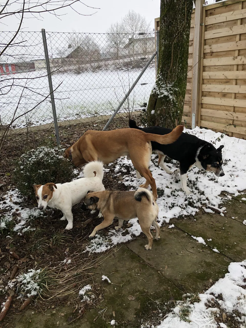 Hunde im Schnee