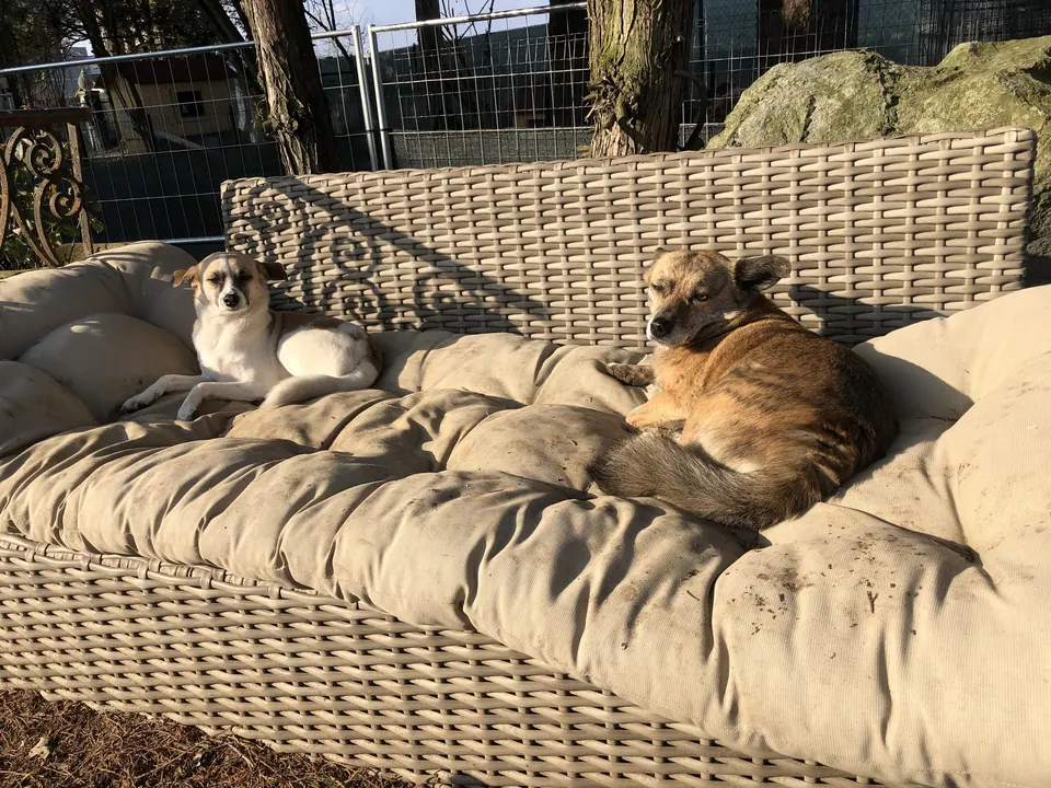 Hunde sonnen sich auf dem Lounge-Sofa