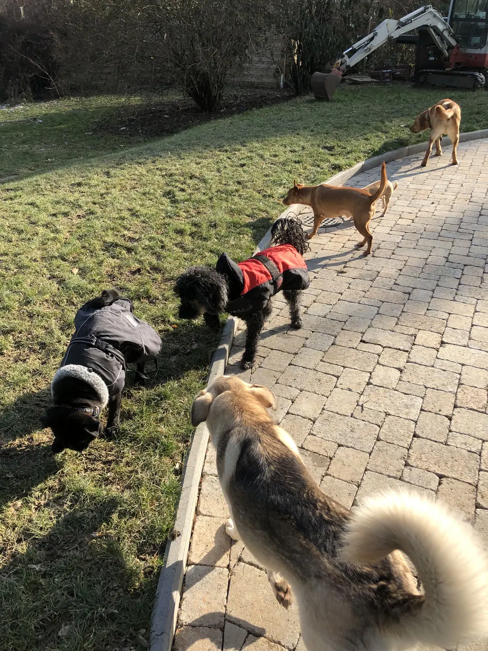 Hunde auf dem Gartenweg