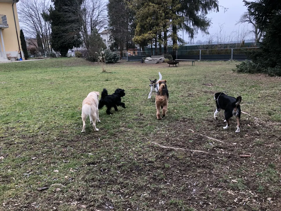 Rudel auf der Wiese im Park