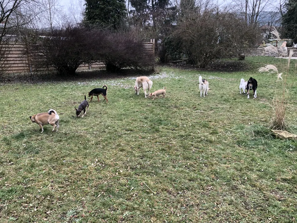 Rudel auf der Wiese im Park
