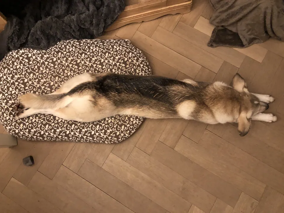 Hund liegt ausgestreckt auf dem Parkett