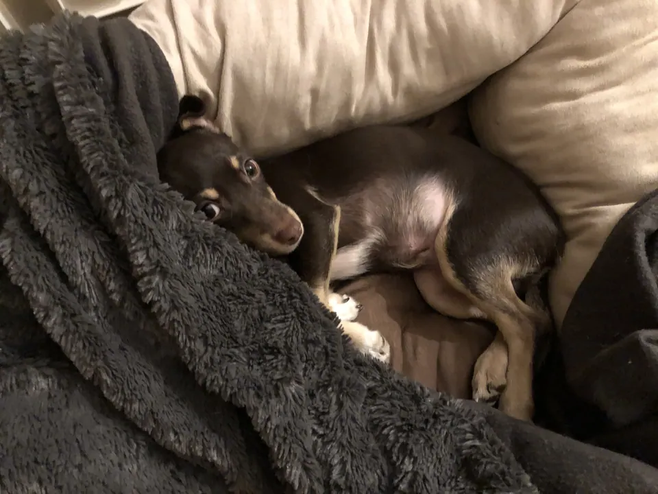 Hunde eingekuschelt in einer Decke
