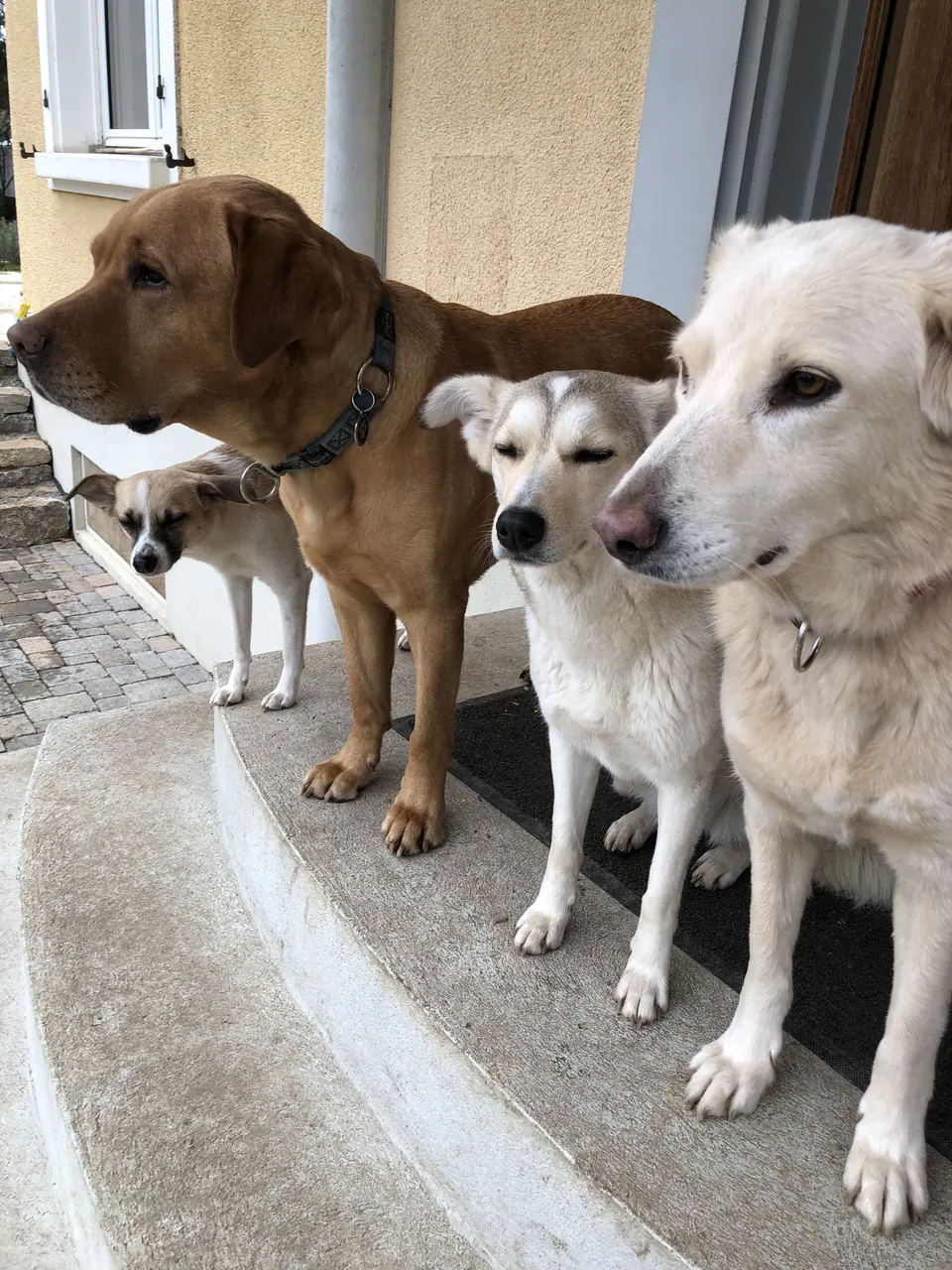 Drei Hunde vor der Haustür