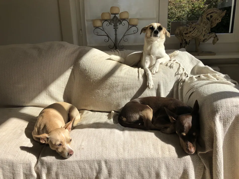 Hunde auf dem Sofa im Wohnzimmer