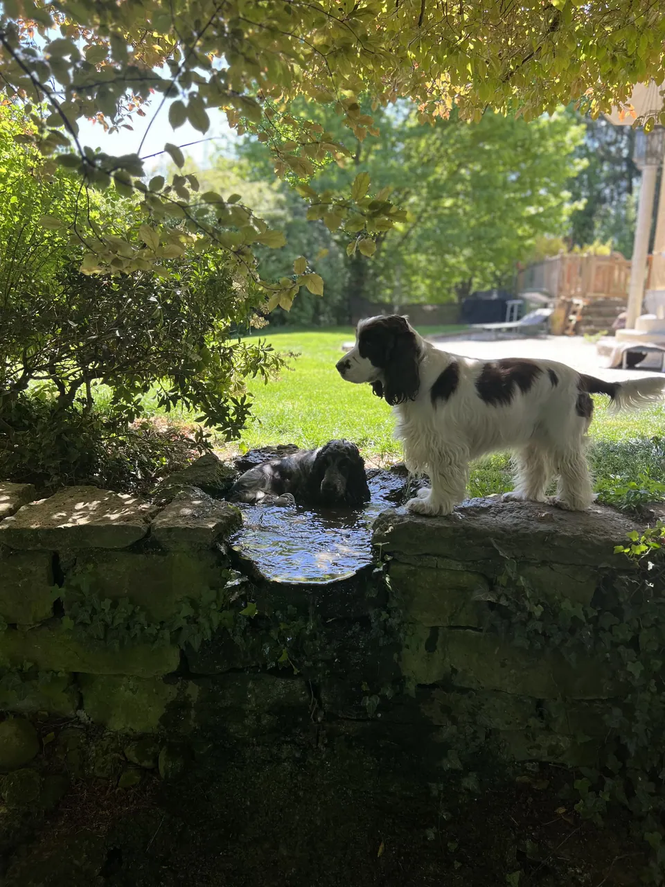 Hund am Wasser im Garten