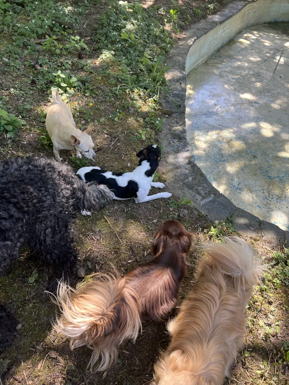 Hunde im Garten
