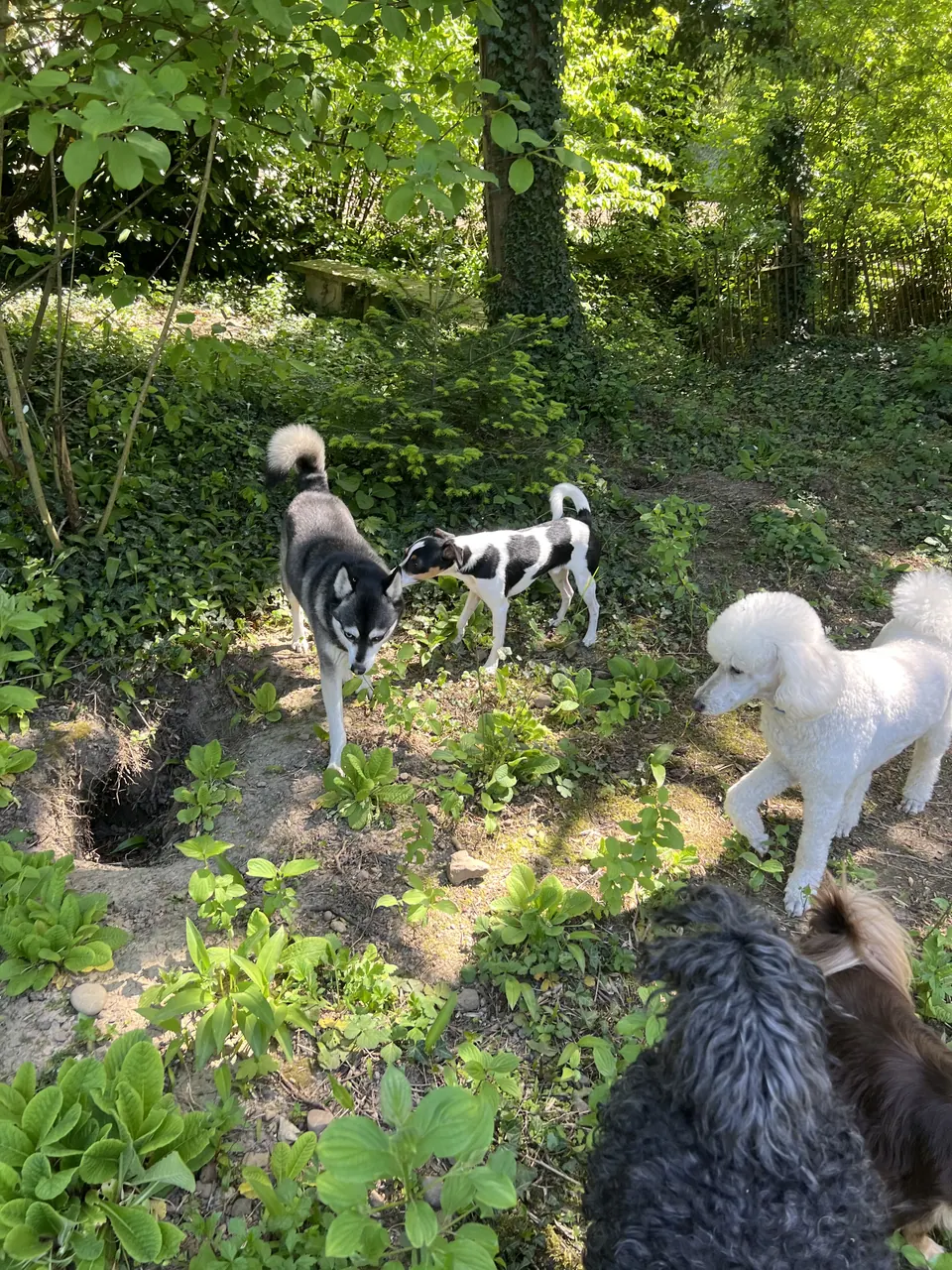 Hunde im Garten