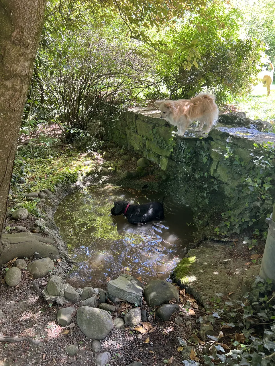 Hund an einer Mauer am Wasser