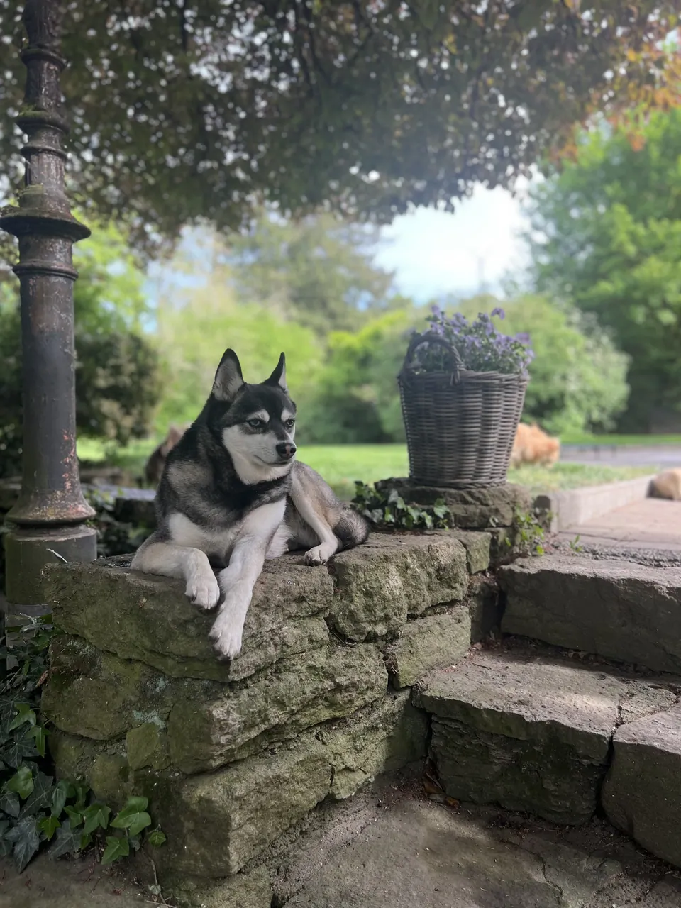 Husky auf einer Steinmauer im Garten