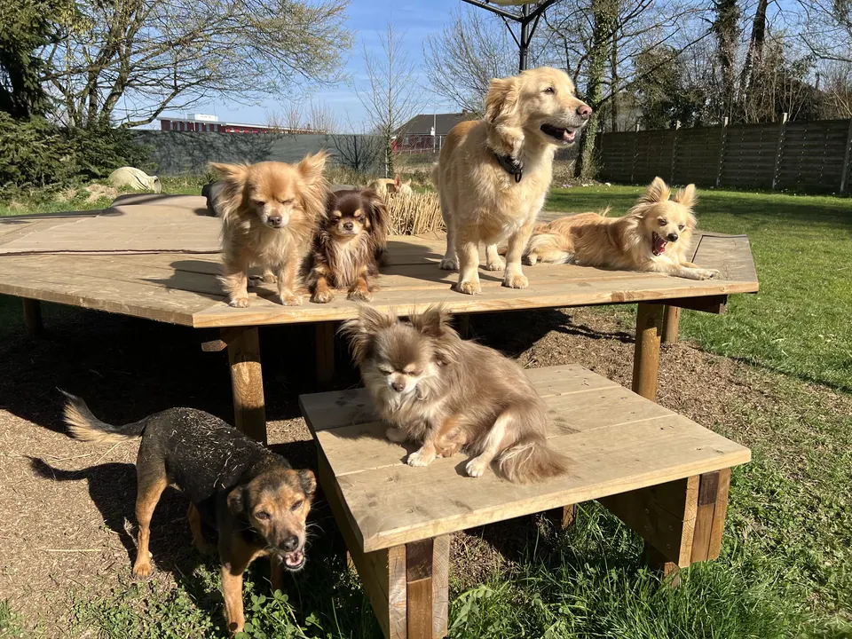 Hunde auf dem neuen erhöhten Liegeplatz aus Holz