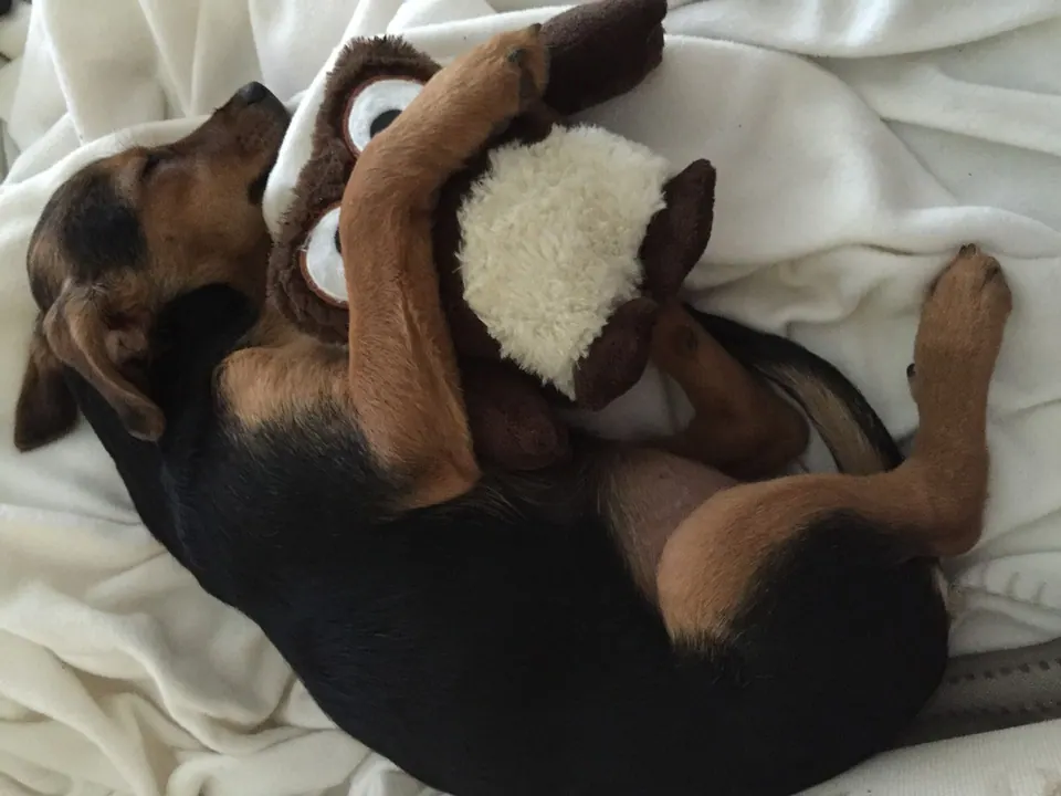 Mabel kuschelt mit einem Plüschtier