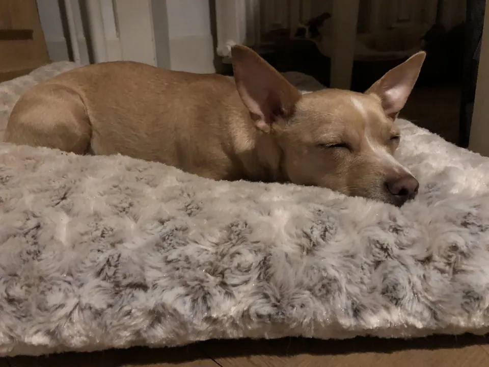 June schläft auf einer flauschigen Decke