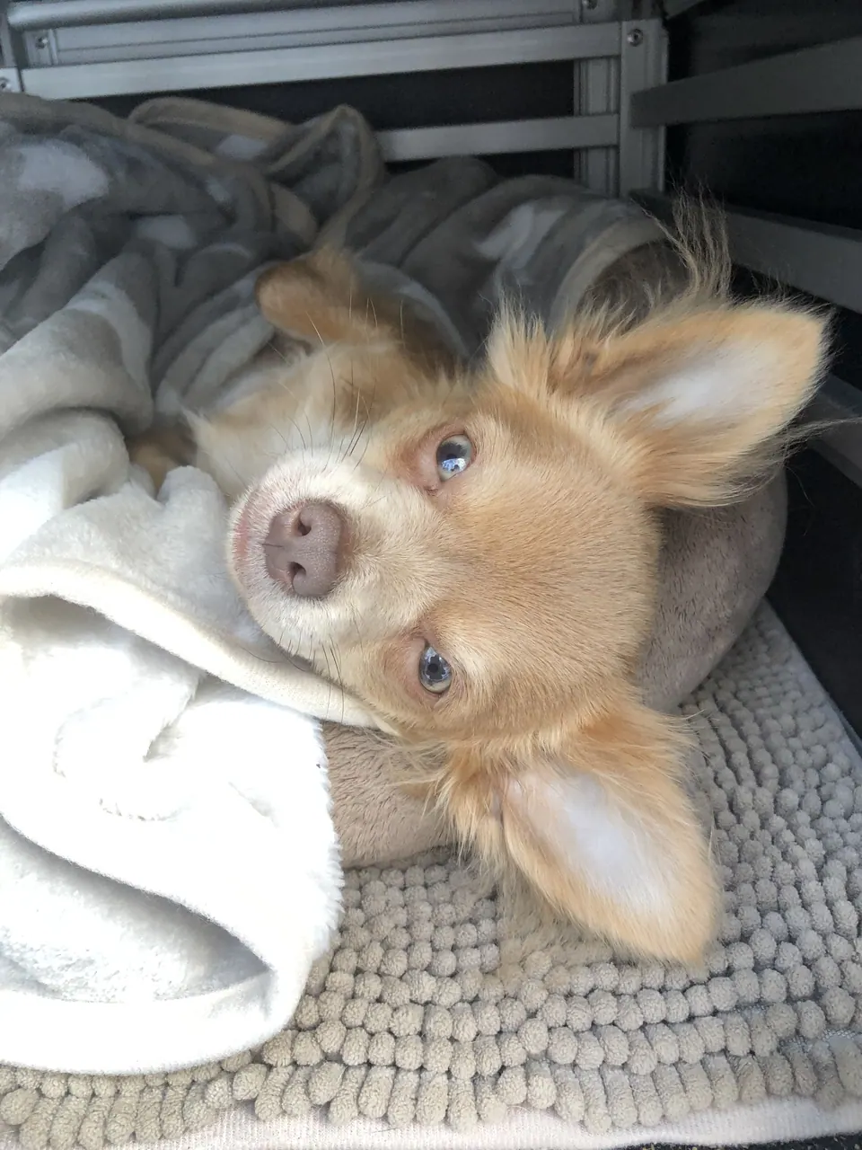 Kiwi schaut aus einer Decke hervor