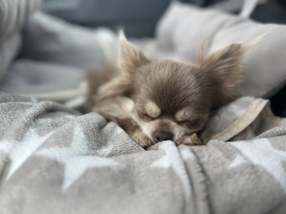 Chayu döst auf einem Kissen