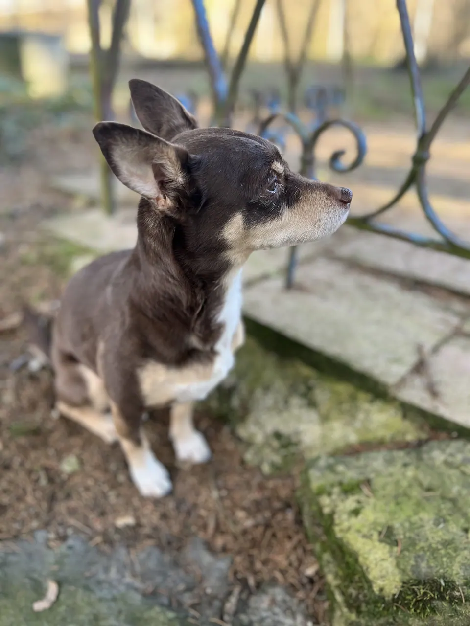Asho sitzt draussen vor einem Gartentisch