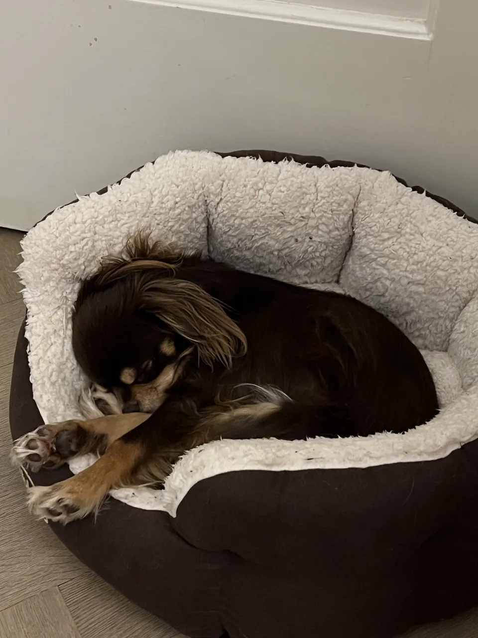 Osay hat sich im Hundebett zusammengerollt