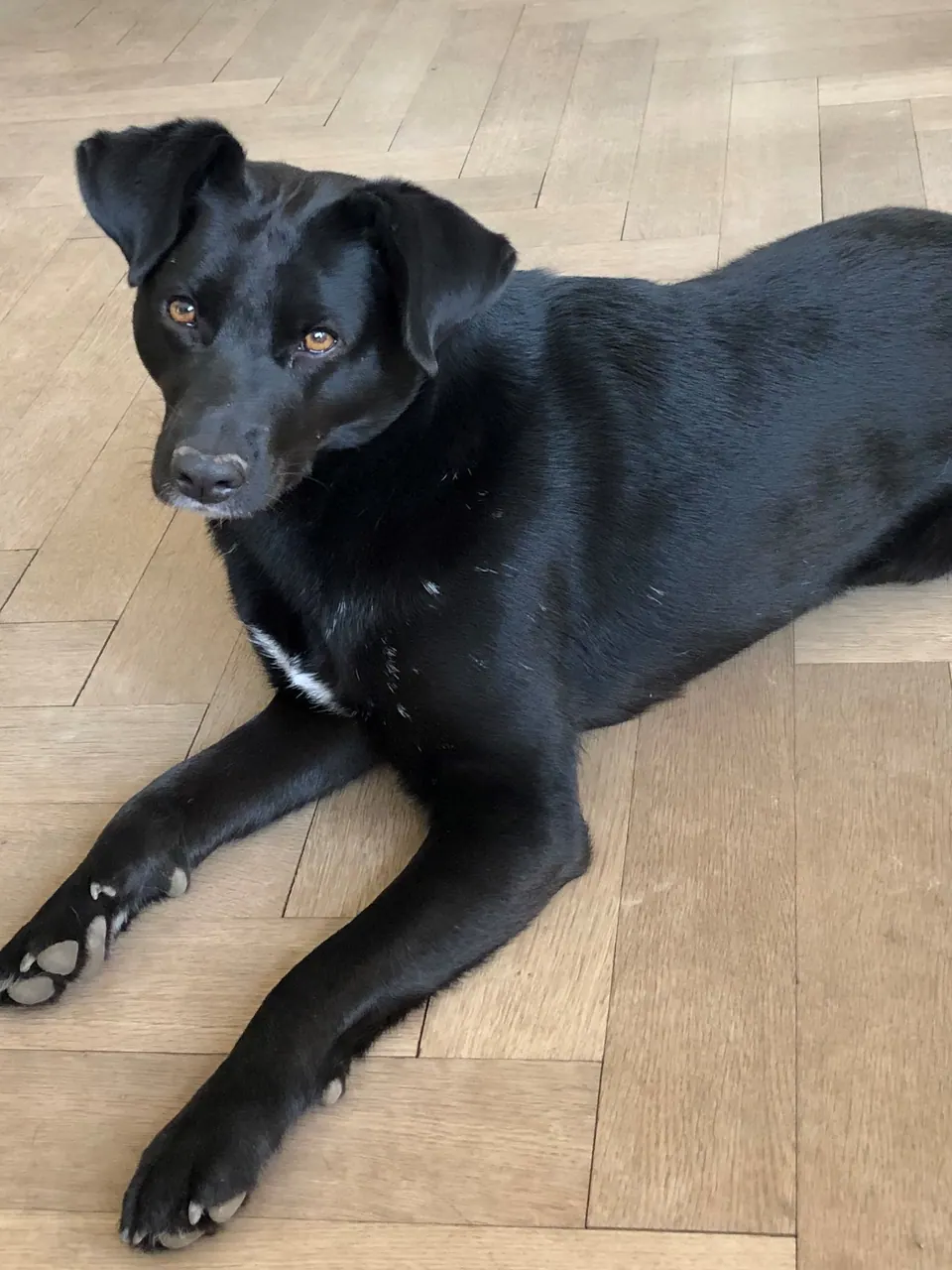 Schwarzer Hund liegt auf dem Parkett