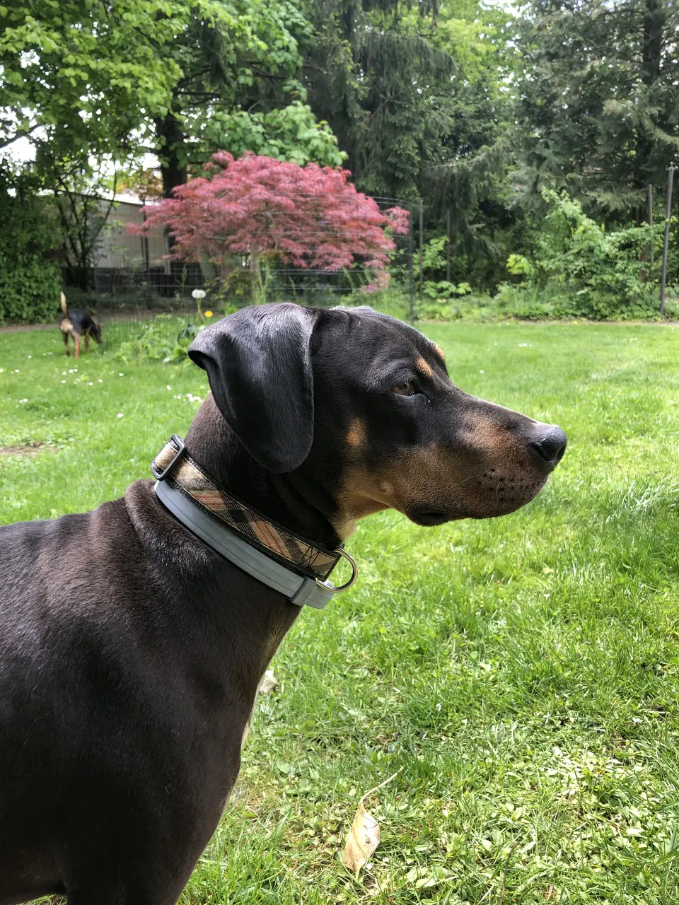 Dunkler Hund mit Halsband im Garten