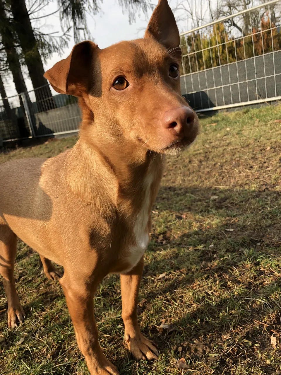 Brauner Hund schaut in die Kamera