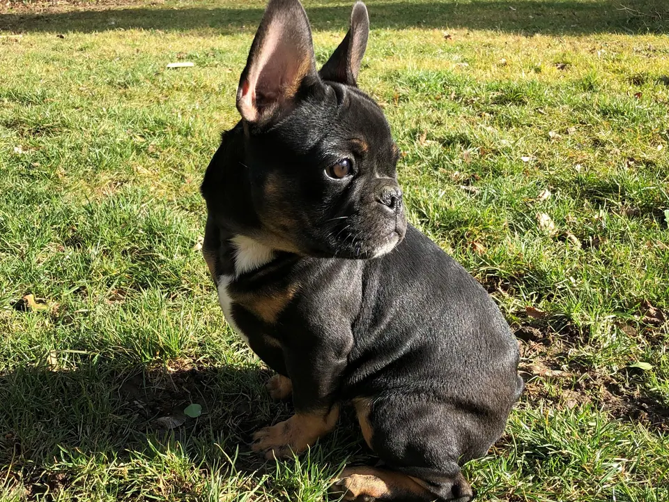 Französische Bulldogge sitzt im Gras