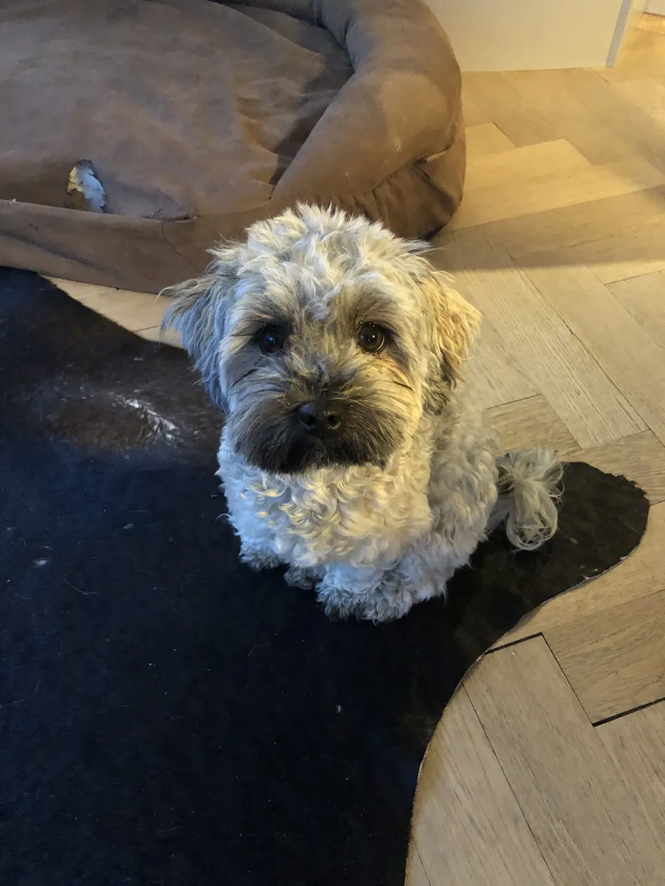 Kleiner zotteliger Hund auf einem Teppich