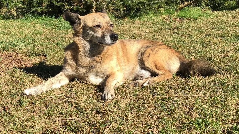 Hund liegt entspannt im Gras