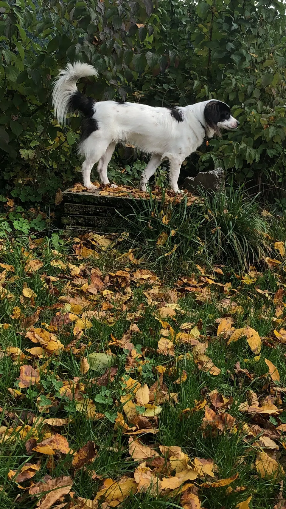Schwarz-weisser Hund auf einem Baumstamm im Herbstlaub