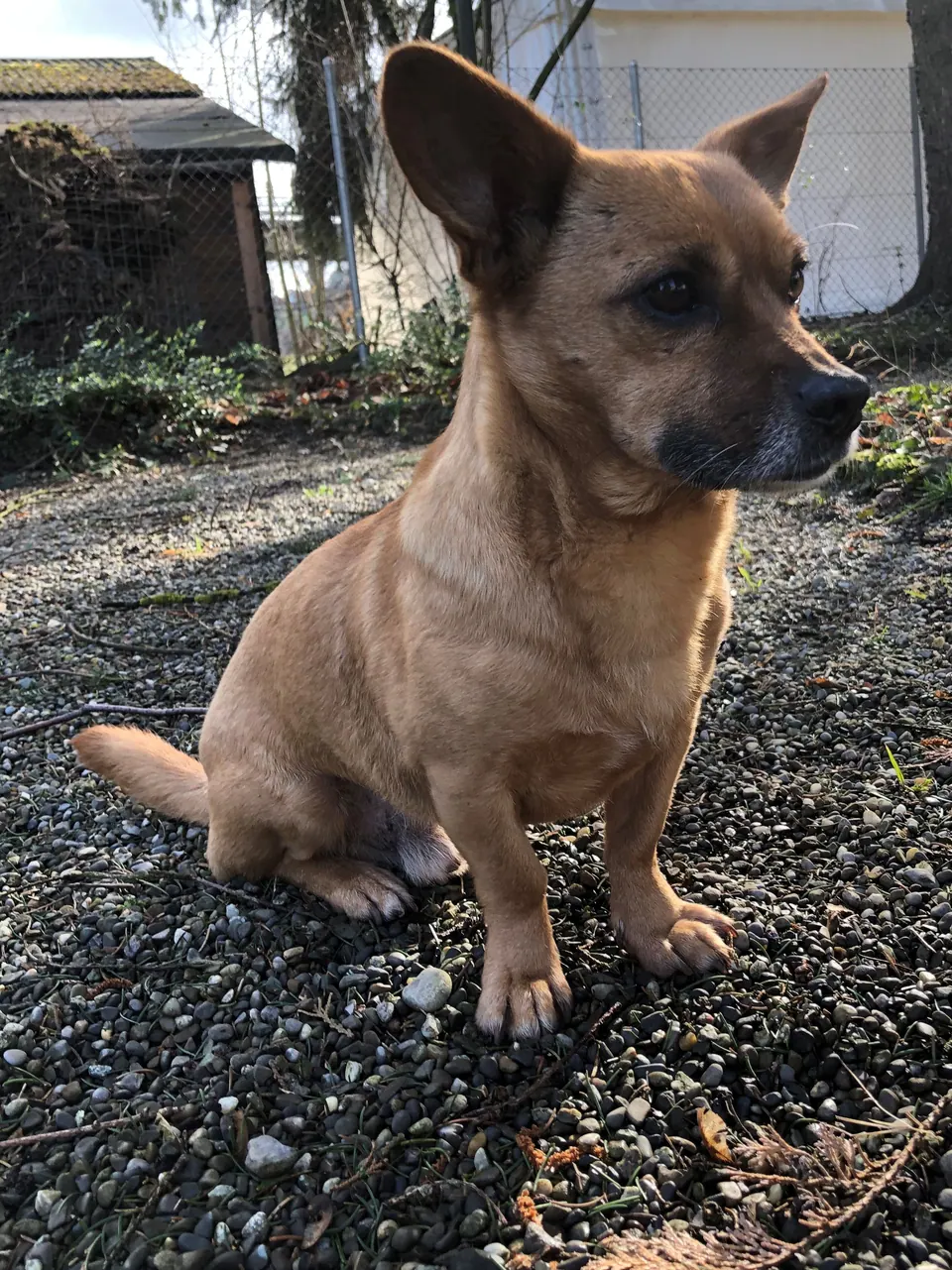 Brauner Hund sitzt auf dem Kiesweg
