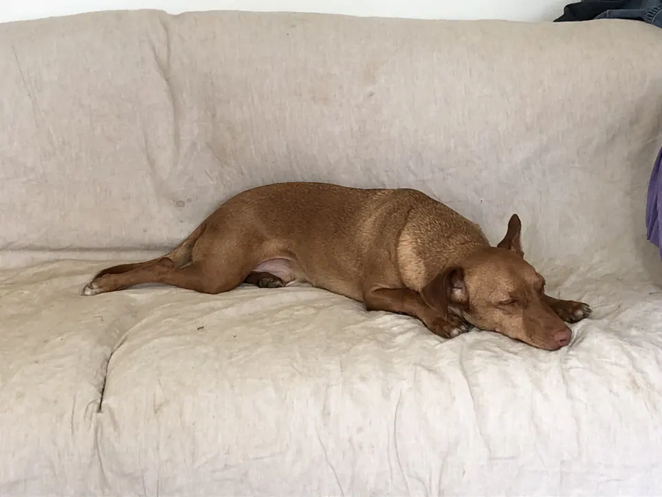 Hund schläft auf dem Sofa