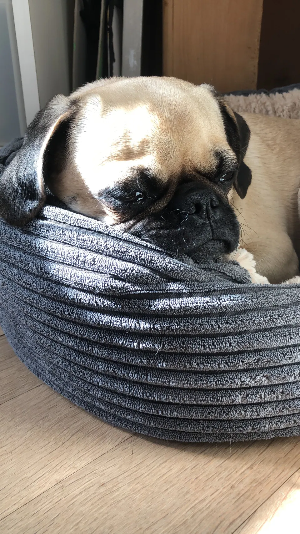 Mops in einem Körbchen