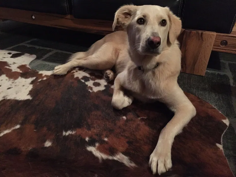 Heller Hund liegt auf einem Kuhfell