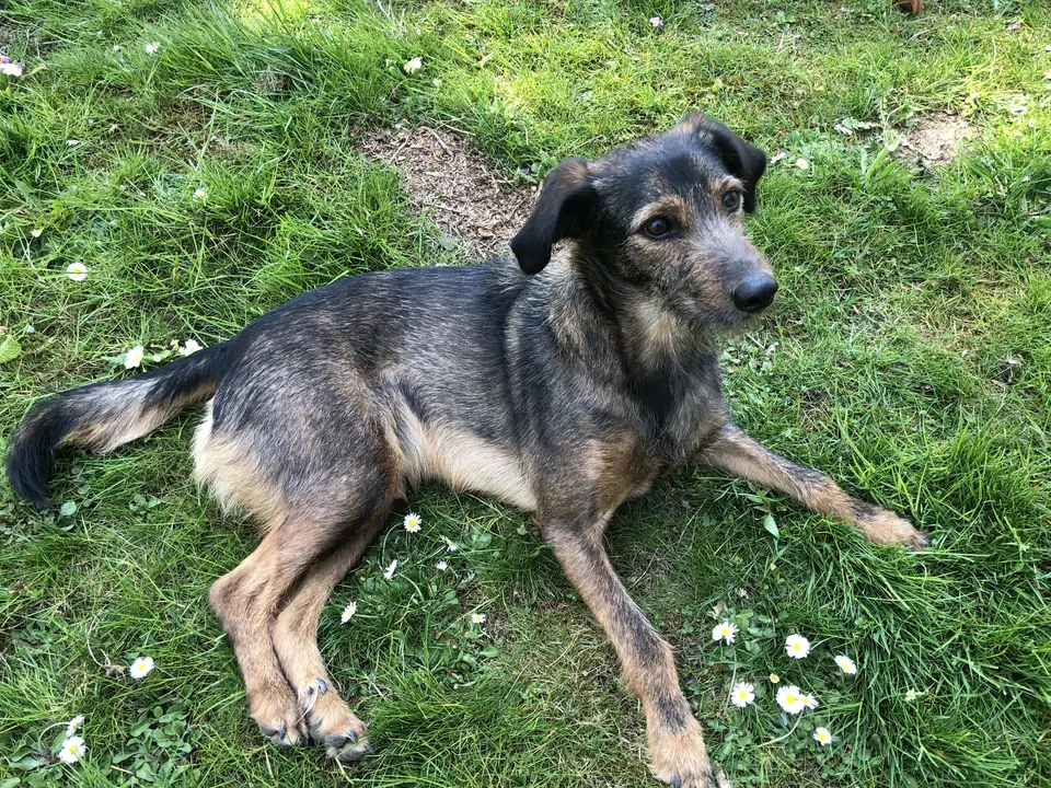 Grauer Mischling liegt im Gras