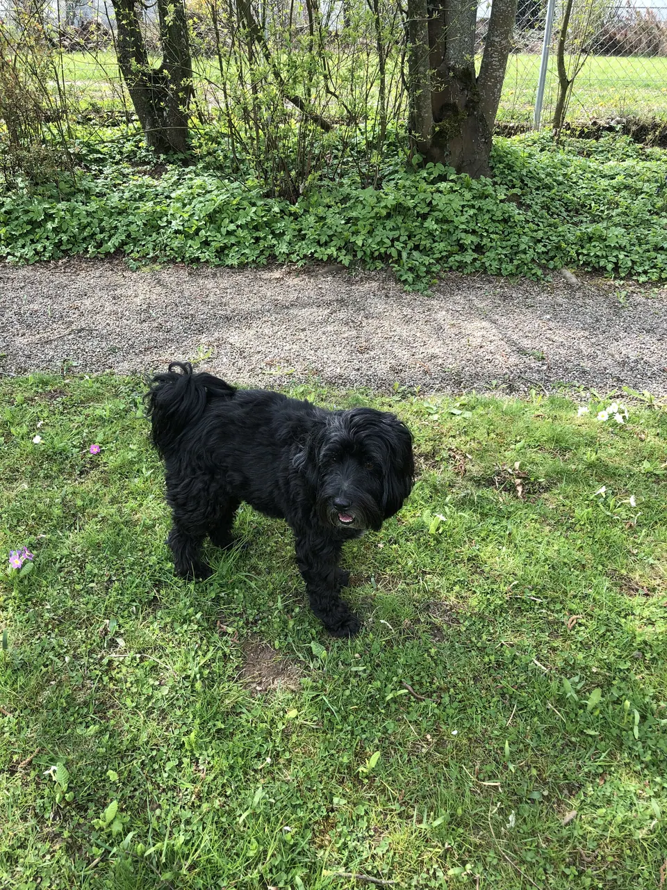 Kleiner schwarzer Hund im Garten