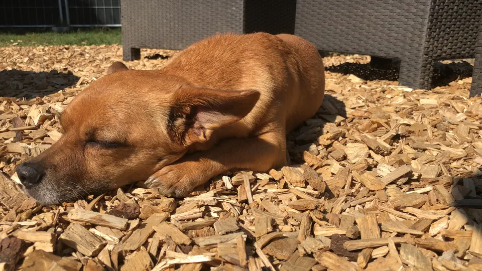 Hund schläft auf Holzschnitzeln