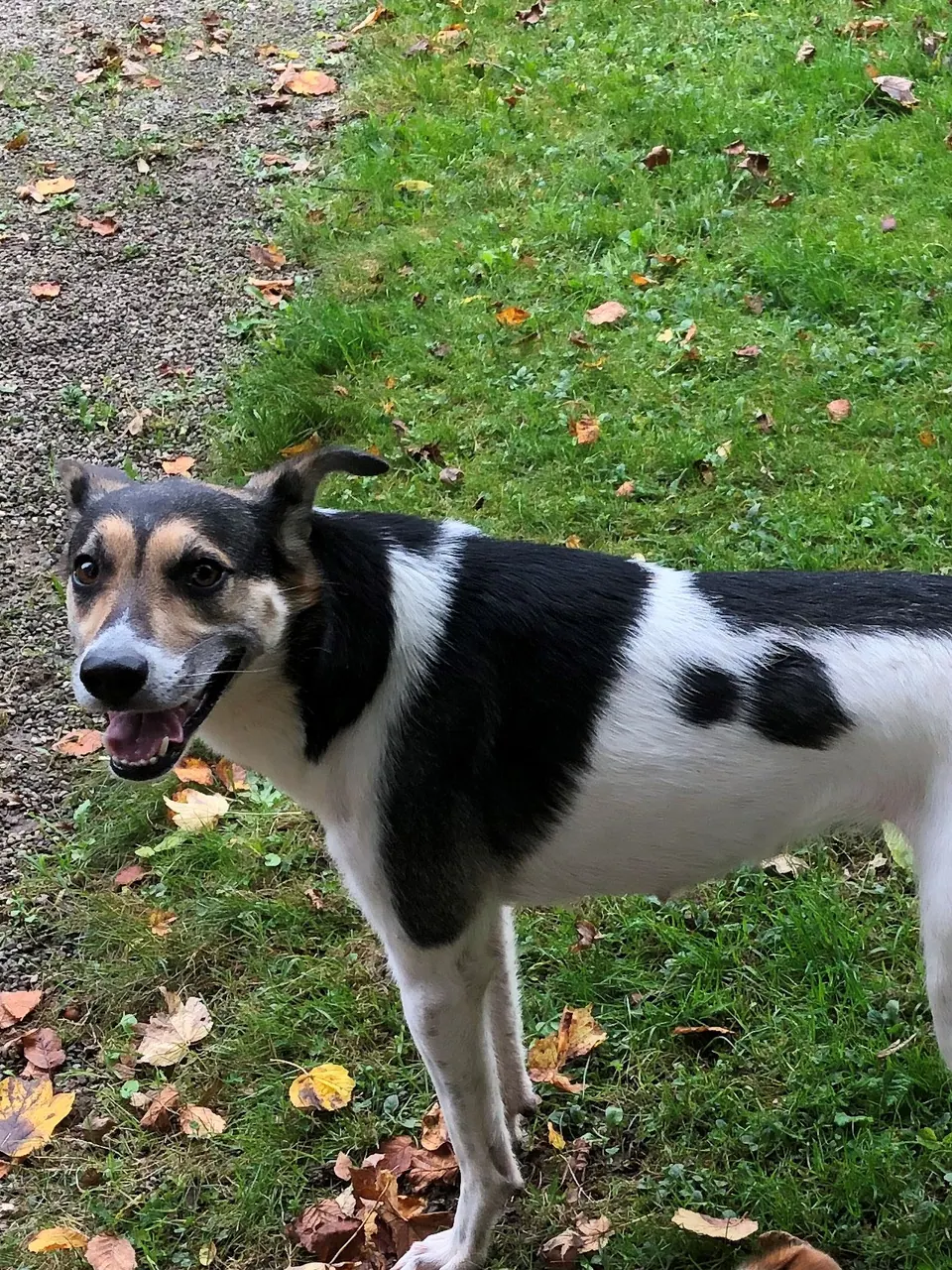 Schwarz-weisser Hund im Garten