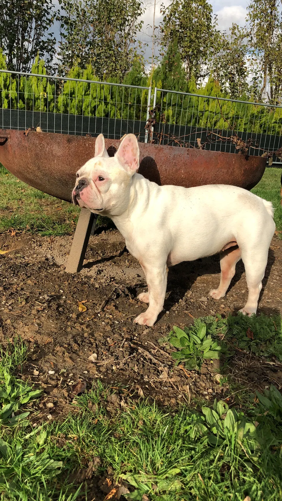 Französische Bulldogge im Garten