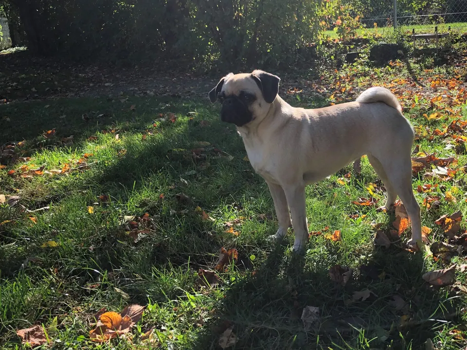 Mops im Garten
