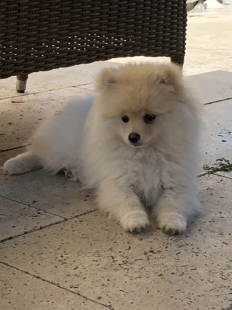 Kleiner weisser Spitz auf der Terrasse